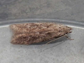 Carpatolechia notatella 